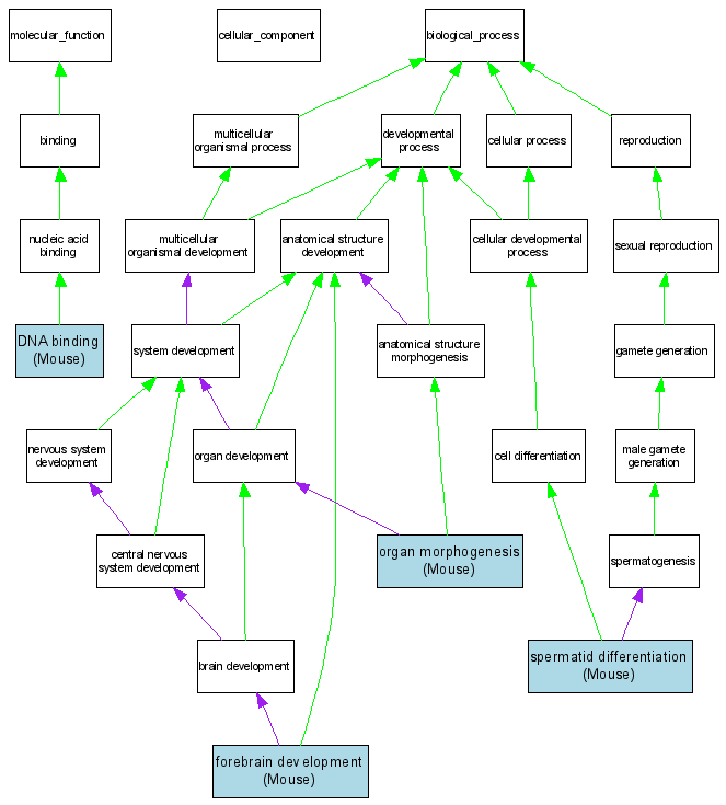 Categories Of Mental Retardation