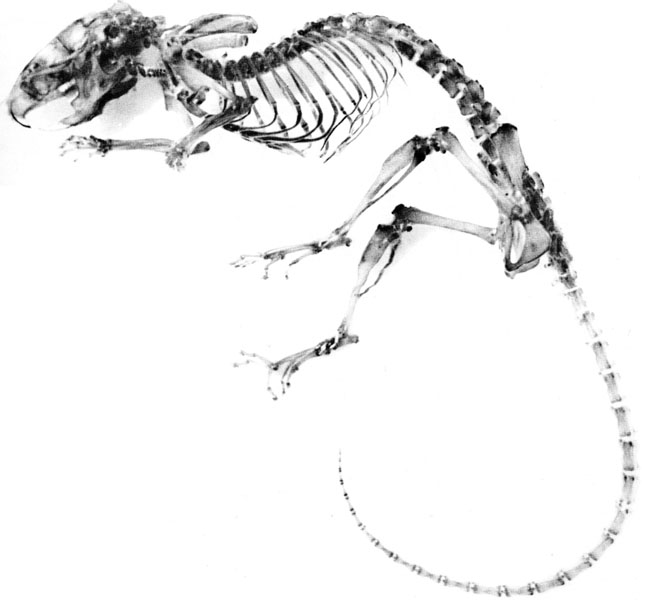 Mouse skeleton