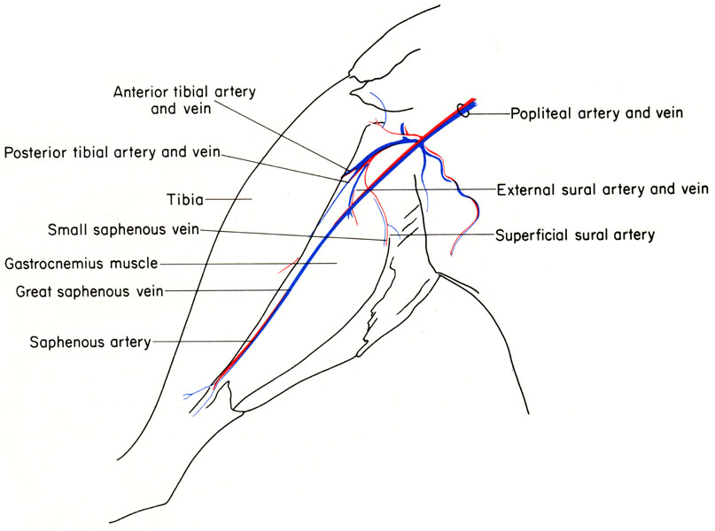 Mouse limb vessels