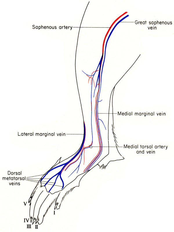 Mouse limb vessels
