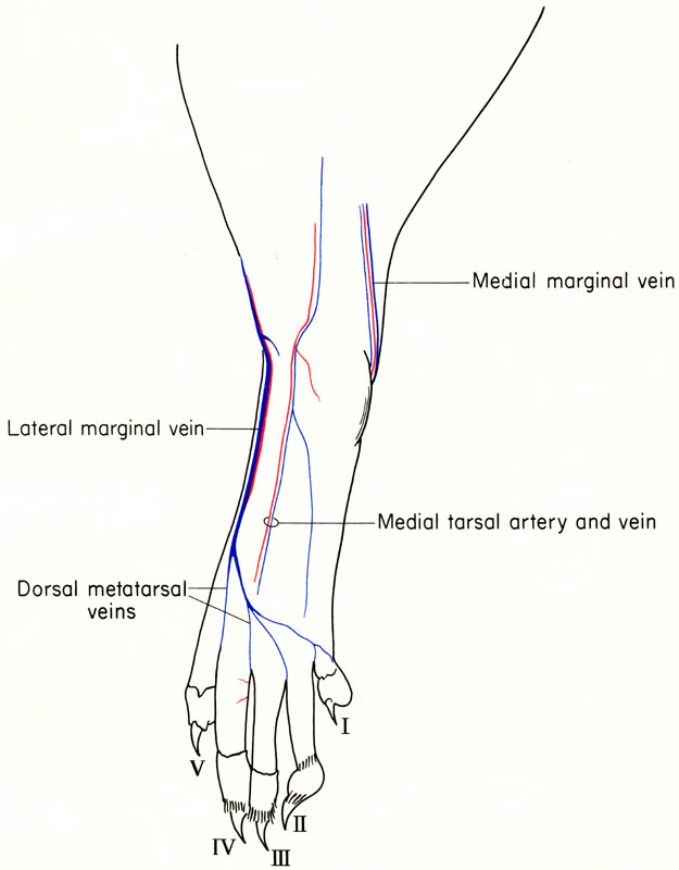 Mouse hind foot