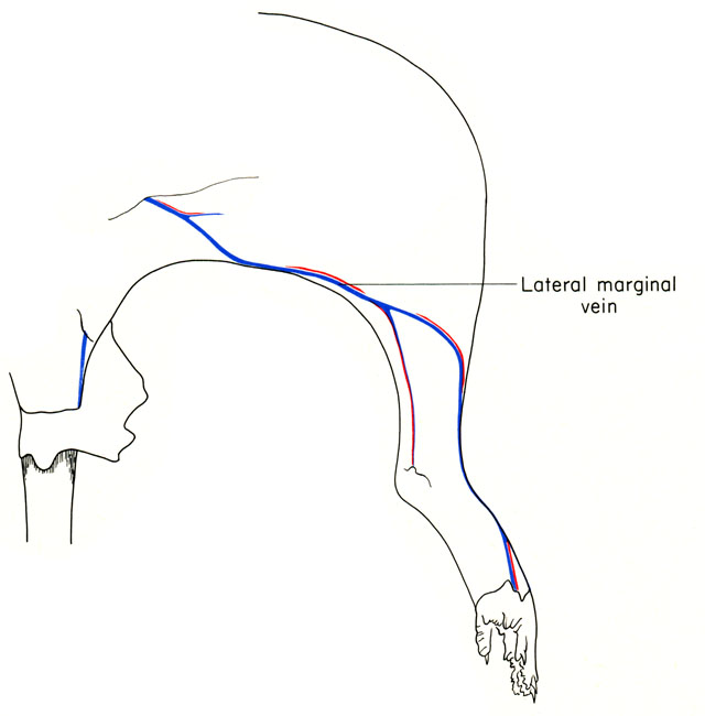 Mouse hind limb