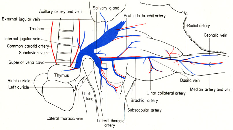 Mouse forelimb