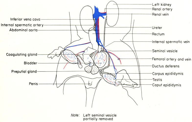 Mouse urogenital system