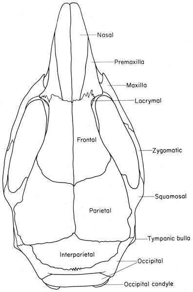 Mouse skull