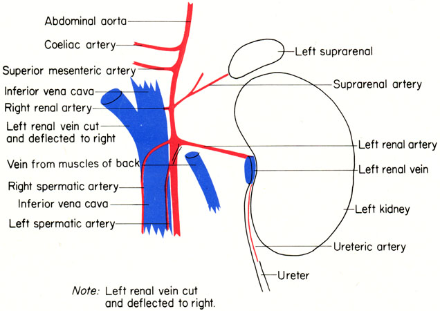 Mouse kidney