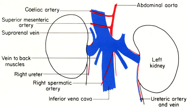 The Anatomy of the Laboratory Mouse