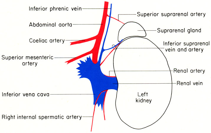 Mouse kidney