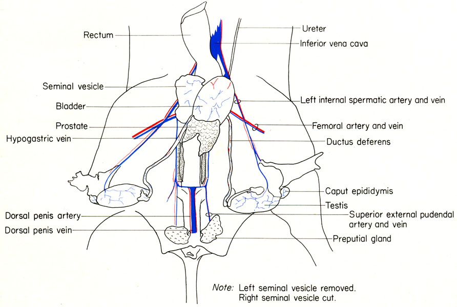 Mouse reproductive organs