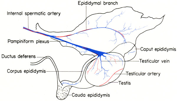 Mouse testis