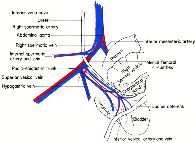 Mouse reproductive organs