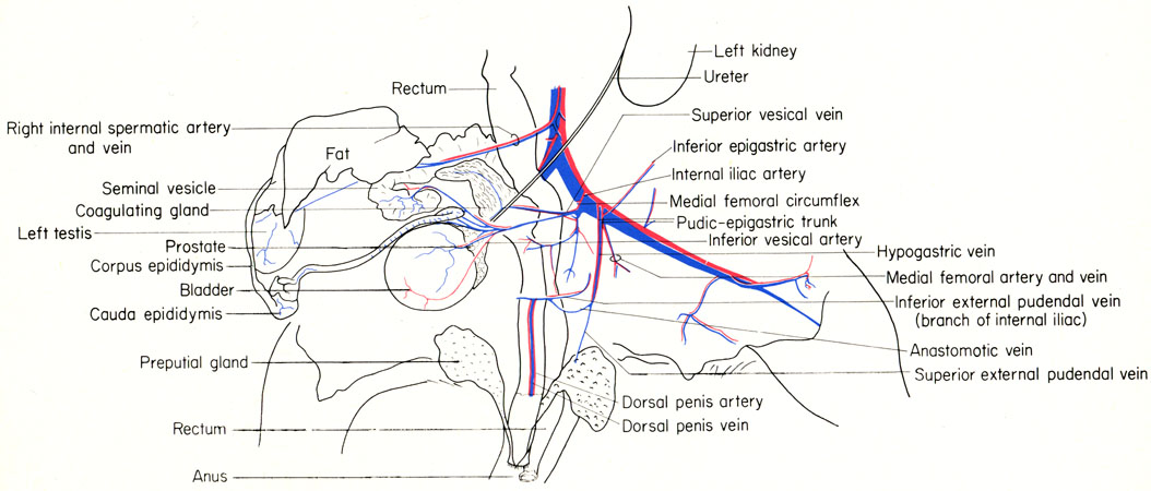 Mouse pelvic region