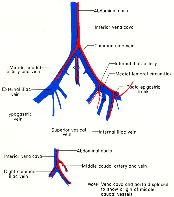  the reciprocal anatomical relationship of artery and vein and the basic 