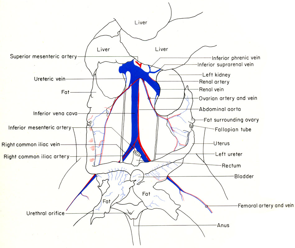 Mouse urogenital system