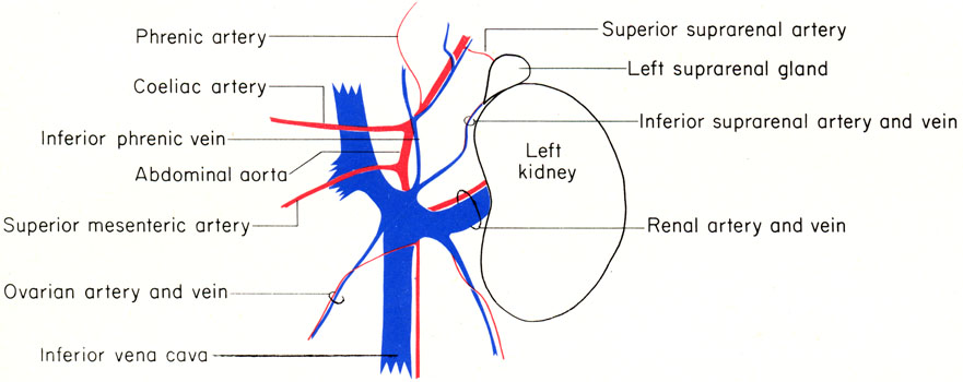 Mouse kidney