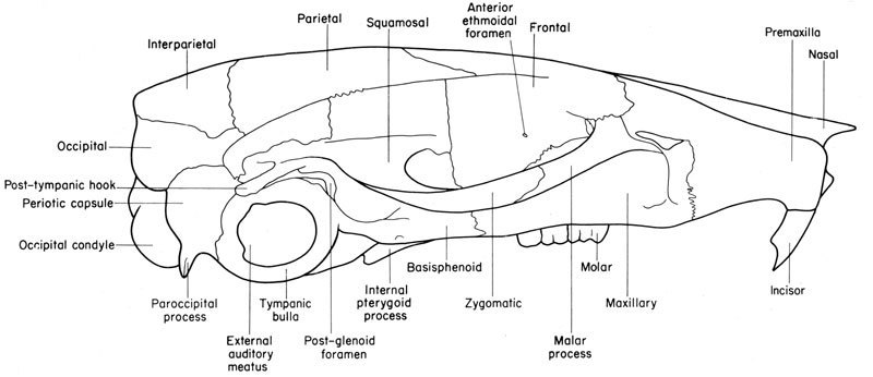 Mouse skull