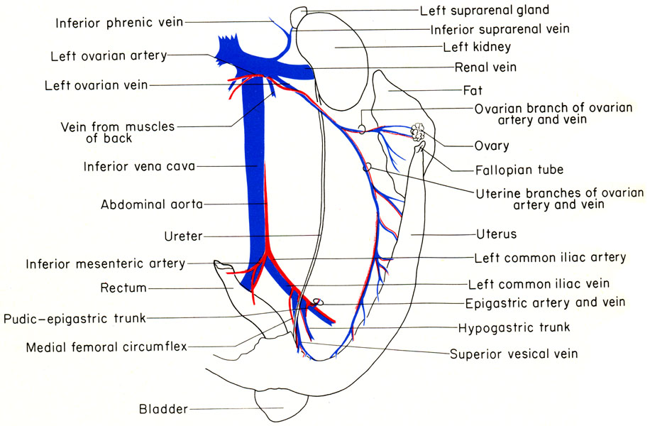 Mouse reproductive organs