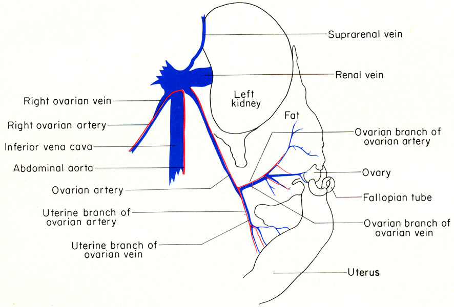 Mouse ovary