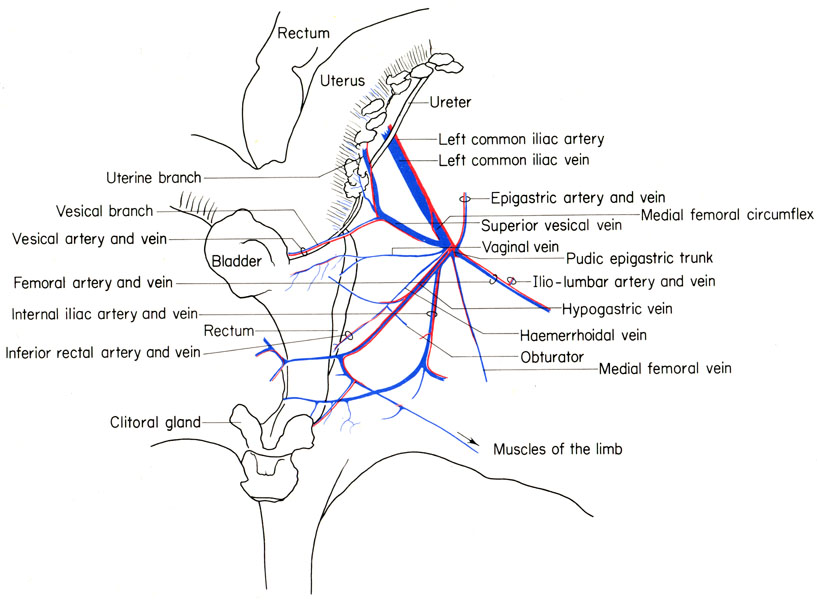 Mouse pelvic region