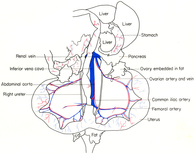 Mouse reproductive organs