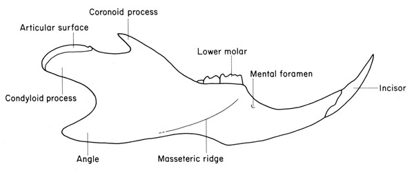 Mouse mandible