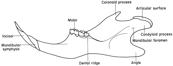 Mouse mandible