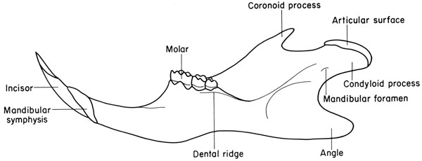 Mouse mandible