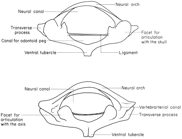 Atlas And Axis Anatomy Anatomical Charts And Posters