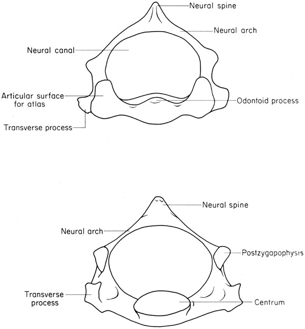 Mouse axis