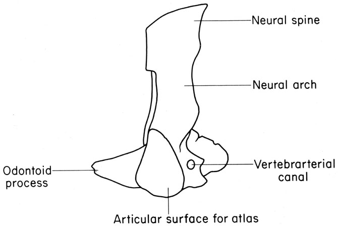 Mouse axis