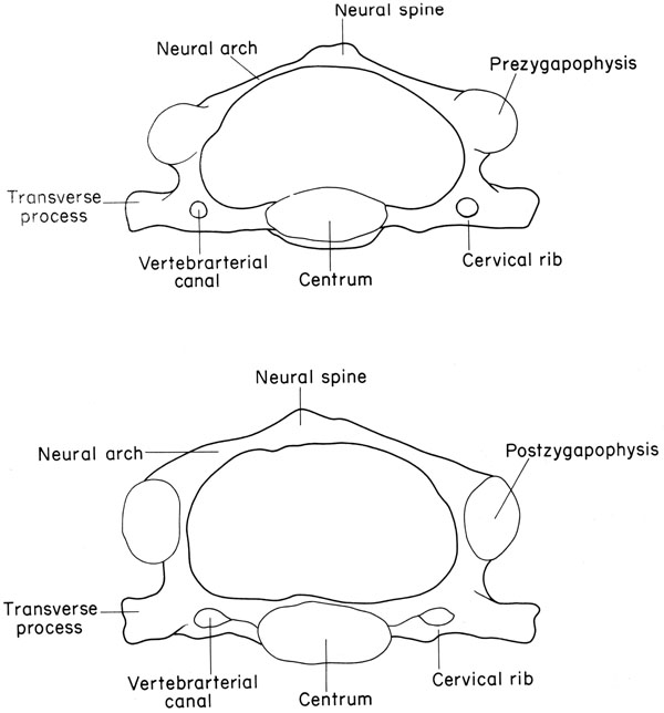 Mouse cervical vertebra