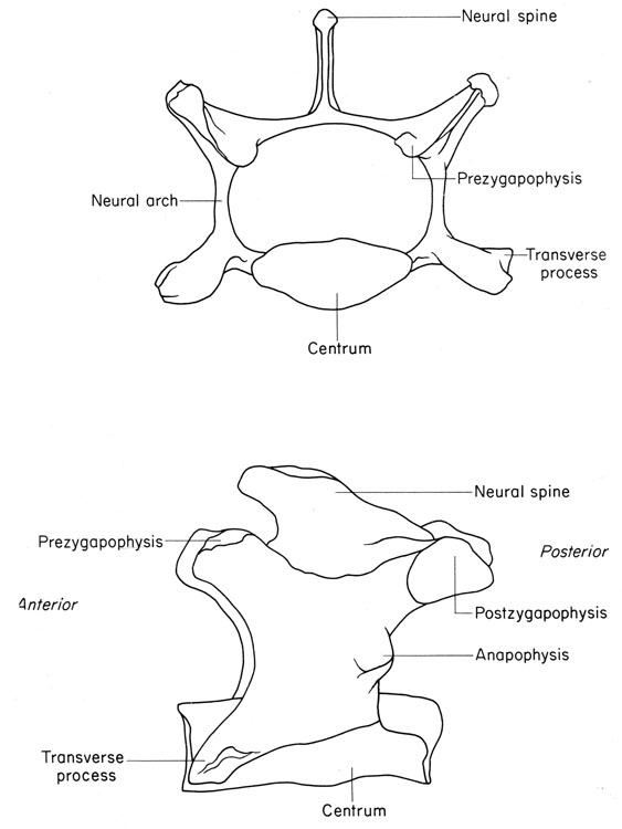 Mouse lumbar vertebra