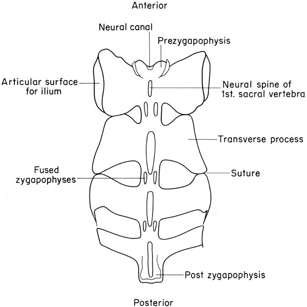 Mouse sacrum