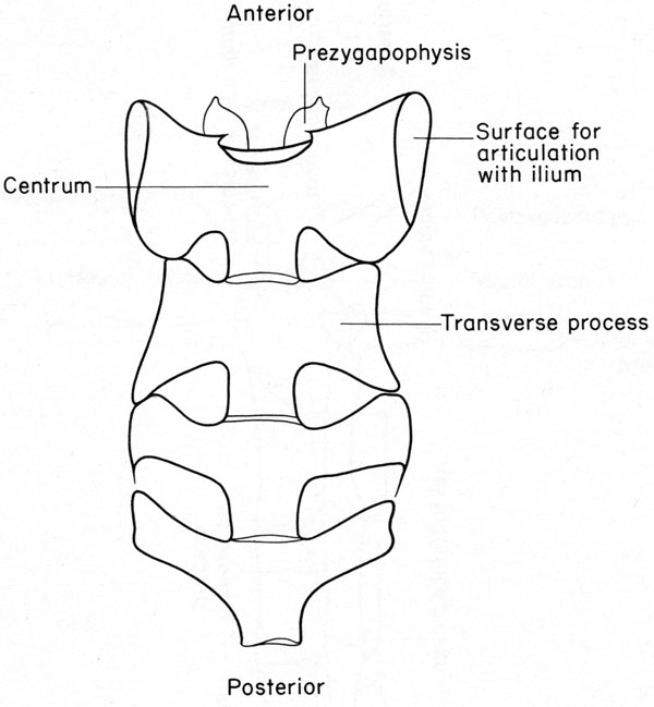 Mouse sacrum