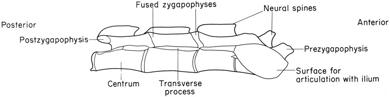 Mouse sacrum