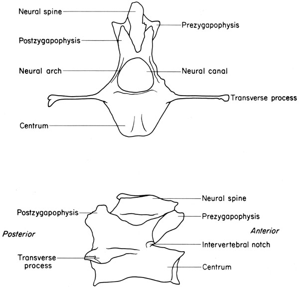 Mouse caudal vertebra