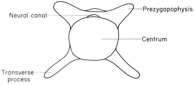 Mouse caudal vertebra