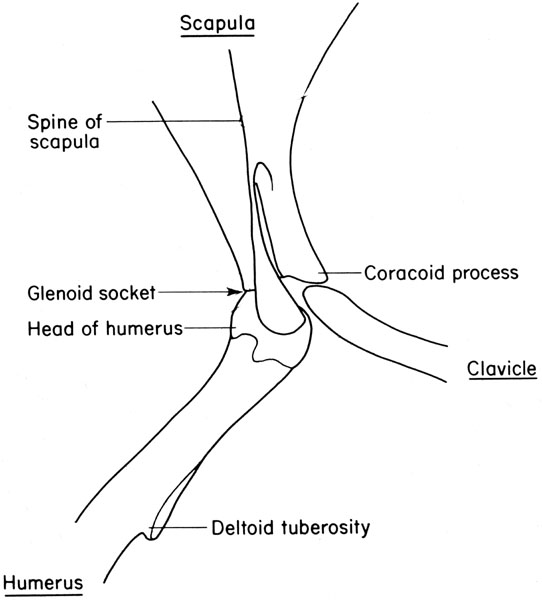 Mouse shoulder joint