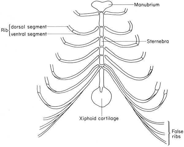 Mouse sternum