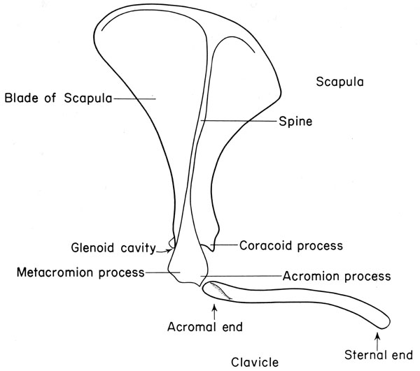 Mouse scapula