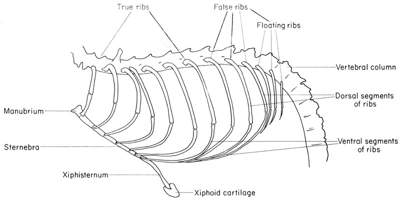 Mouse thorax