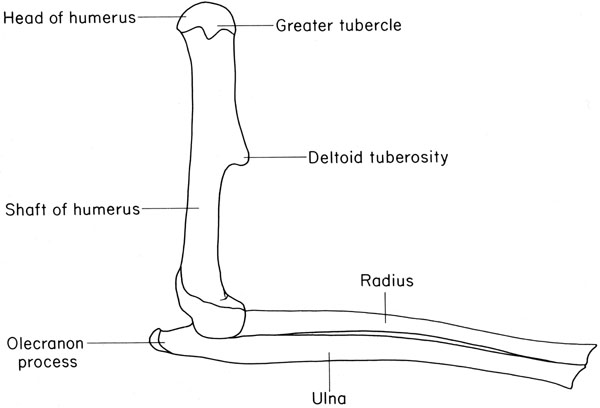  radius ulna humerus