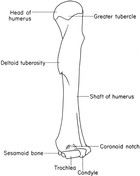 Mouse humerus