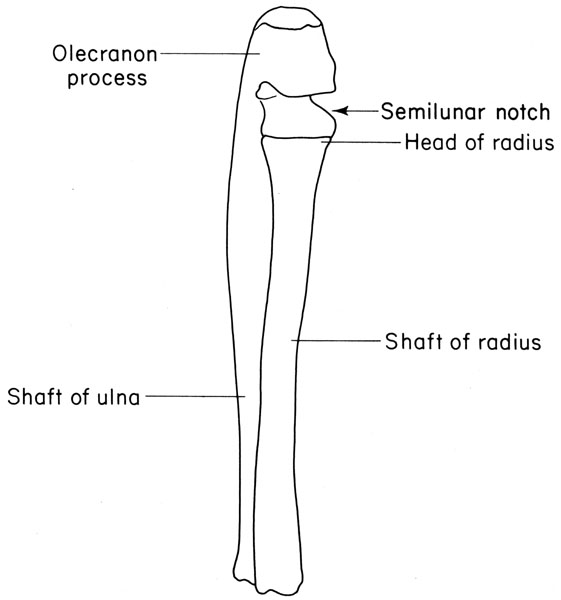 Mouse radius and ulna