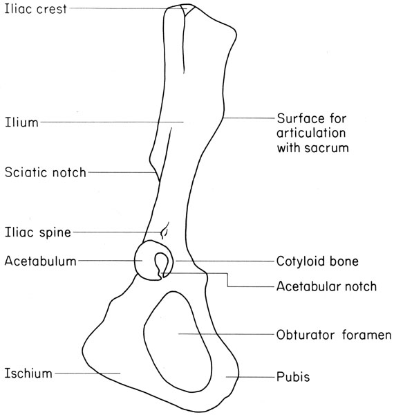 Mouse coxae