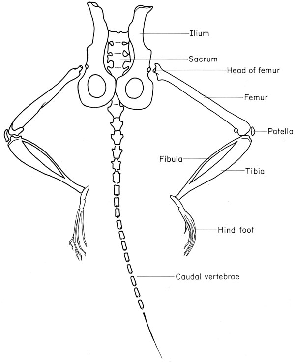 Mouse pelvic gridle