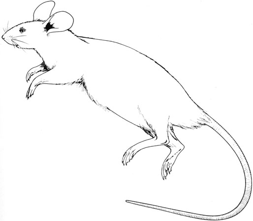Mus musculus adult