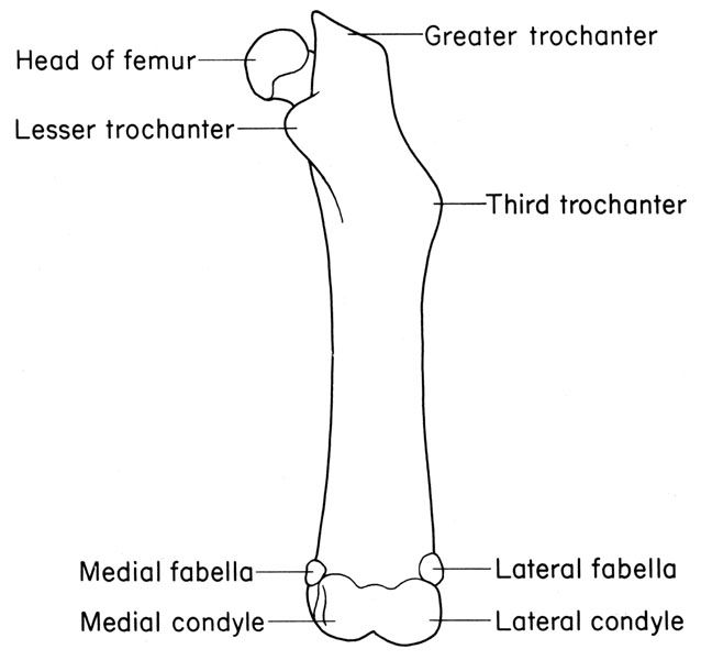 Mouse femur