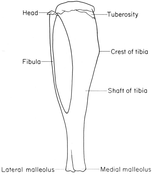 Mouse tibia