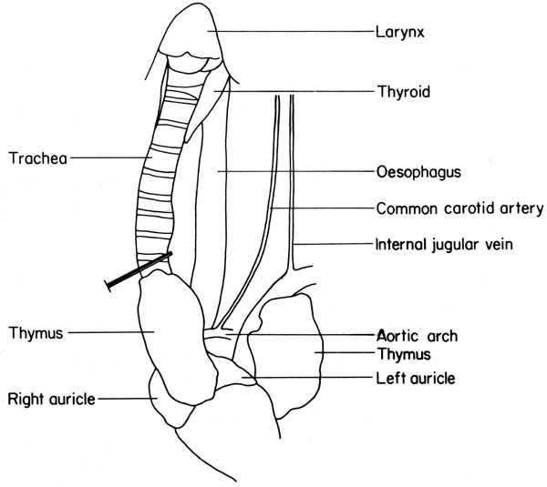 Mouse neck viscera